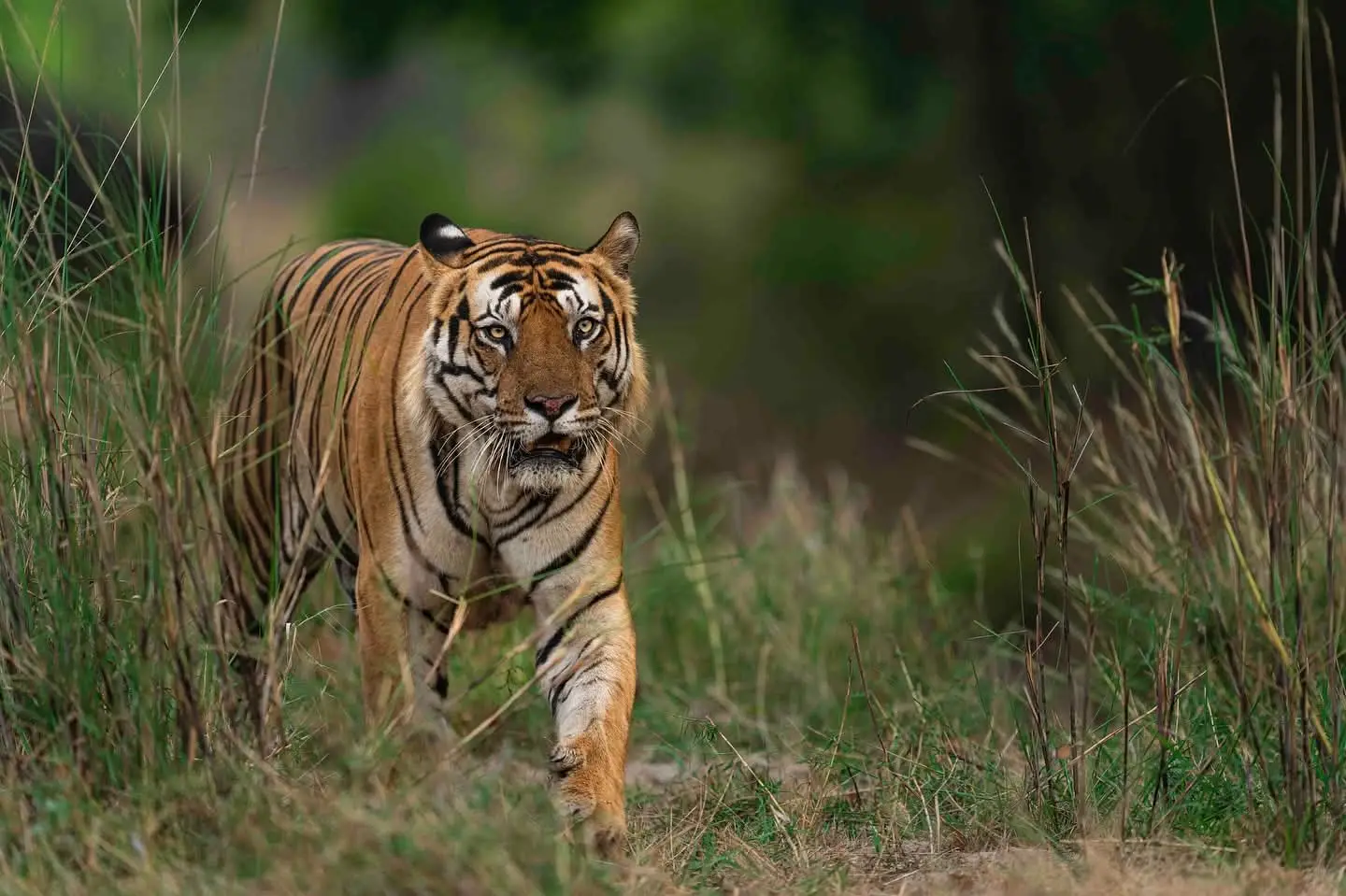 Affordable Sundarban Tour