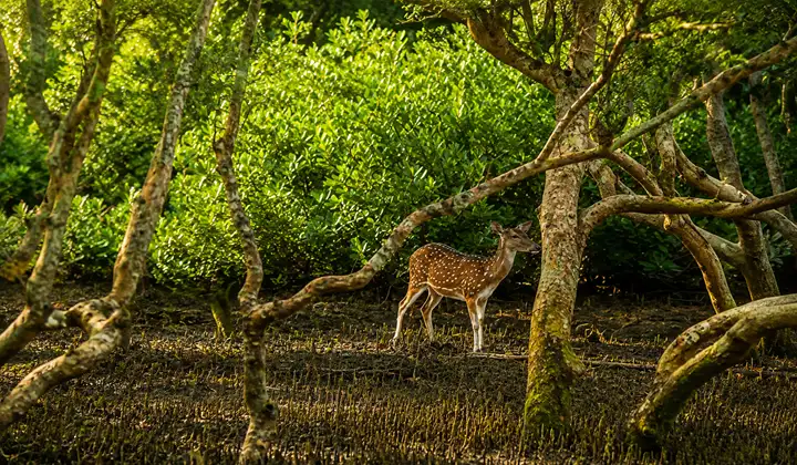 Sundarban One day tour
