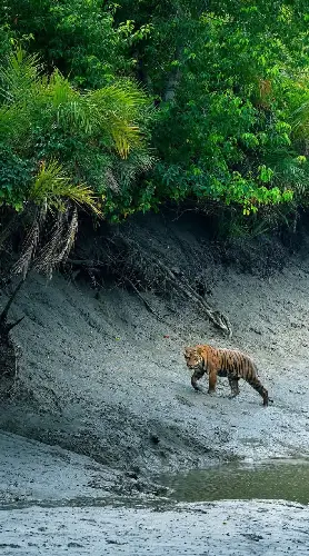 Sundarban Tour Nature Tiger Birds