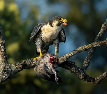 Sundarban Tour Nature Tiger Watch